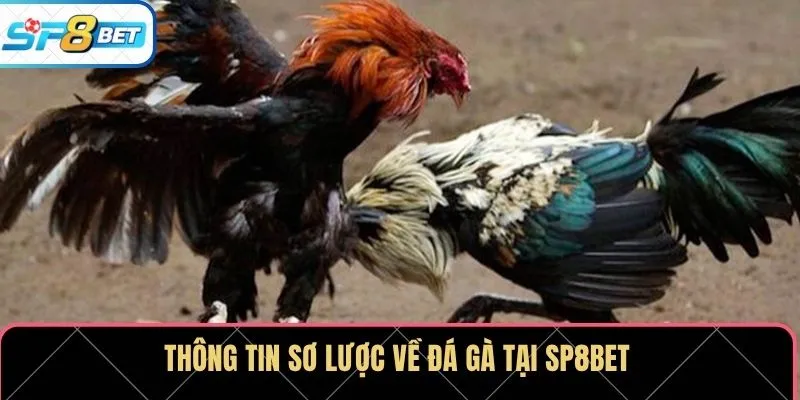 Thông tin sơ lược về đá gà tại SP8BET