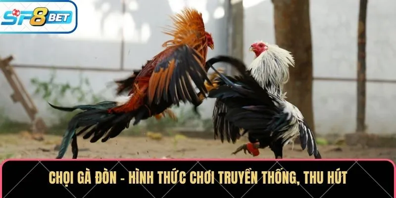 Chọi gà đòn - Hình thức chơi truyền thống, thu hút