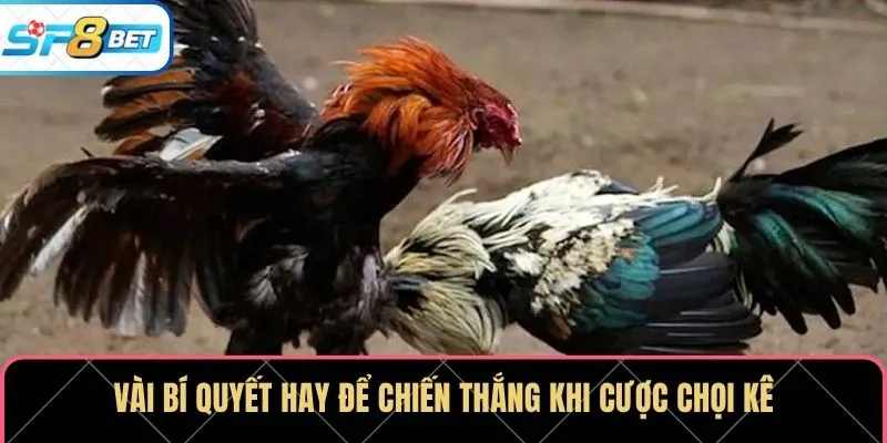 Vài bí quyết hay để chiến thắng khi cược chọi kê