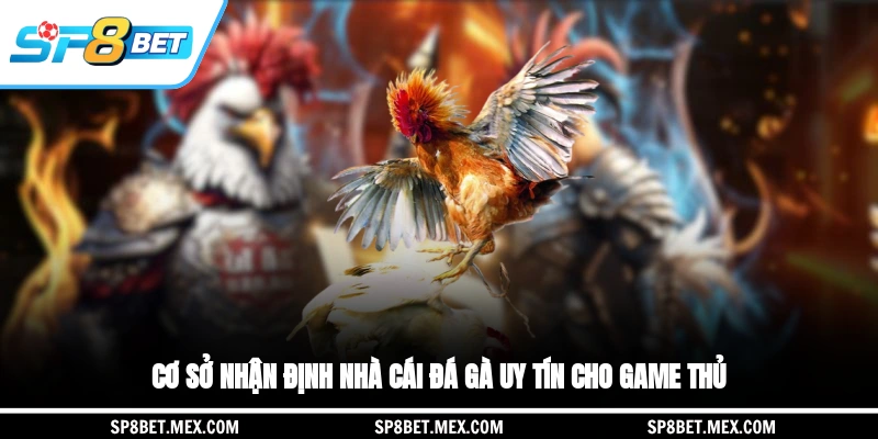 Cơ sở nhận định nhà cái đá gà uy tín cho game thủ
