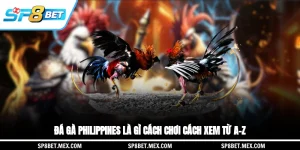 Đá Gà Philippines Là Gì? Cách Chơi, Cách Xem Từ A–Z