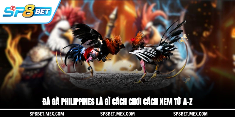 Đá Gà Philippines Là Gì? Cách Chơi, Cách Xem Từ A–Z
