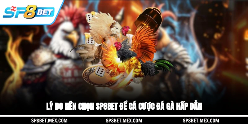 Lý do nên chọn SP8BET để cá cược đá gà hấp dẫn